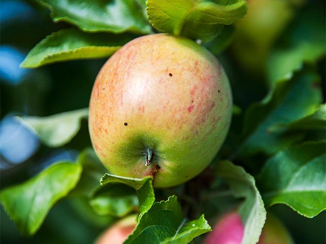 Äppleträd som planterades när de flyttade in har börjat ge frukt.