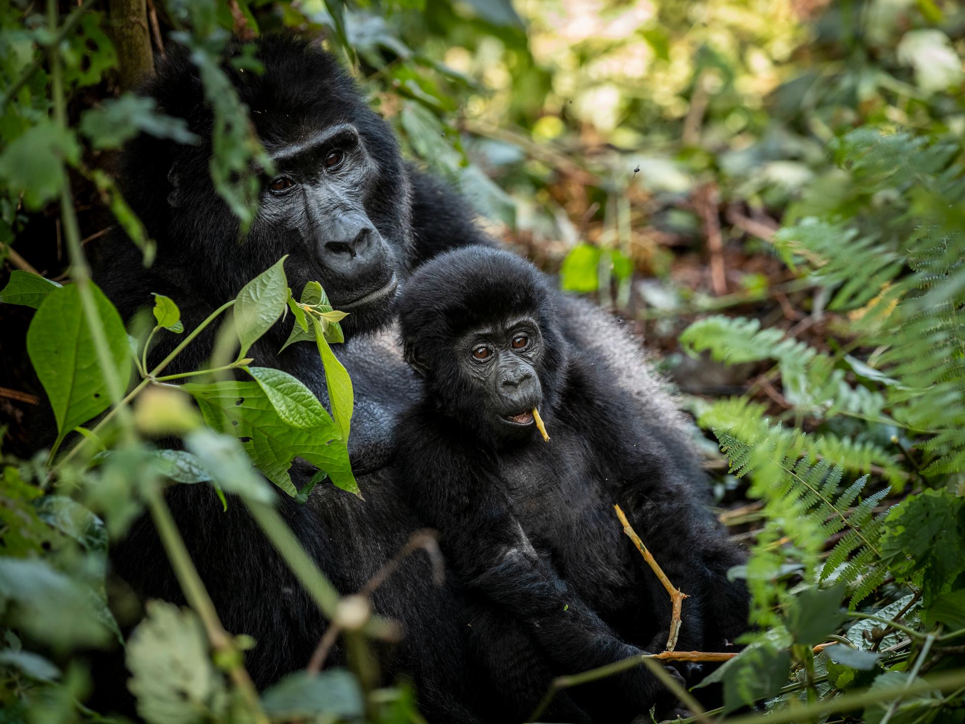 Gorillor hotas av jakt på mineral till elbilar