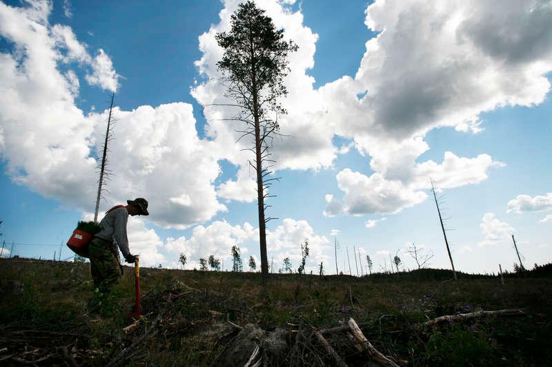 Arbetarna från Kambodja planterade skog i Västernorrland sommaren 2014. Nu kan de få sina pengar efter en ovanlig solidaritetsinsats av det svenska facket.