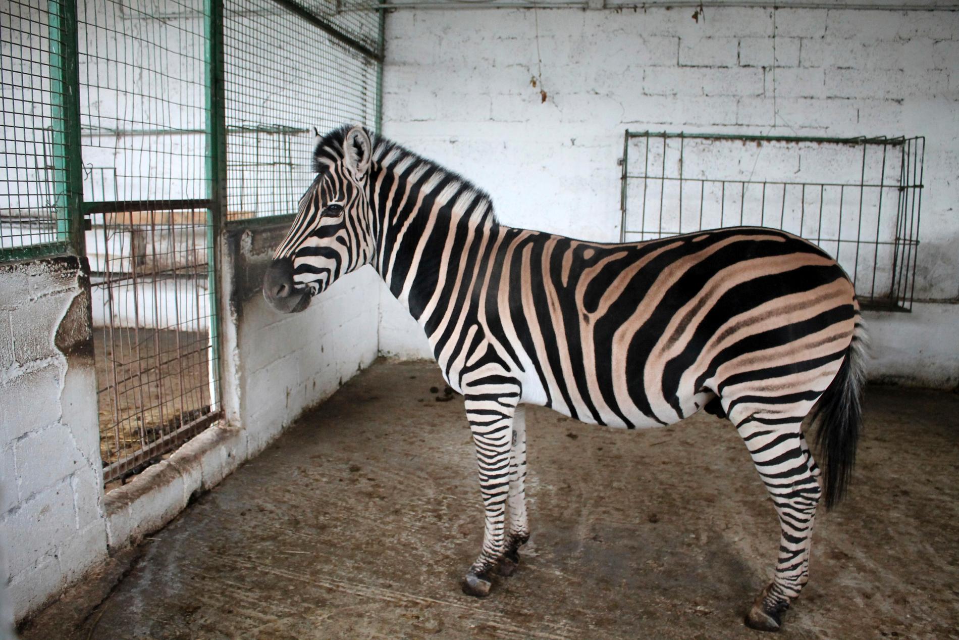 Flera av djuren, däribland zebran, togs om hand av en djurorganisation och flyttades till en annan djurpark.