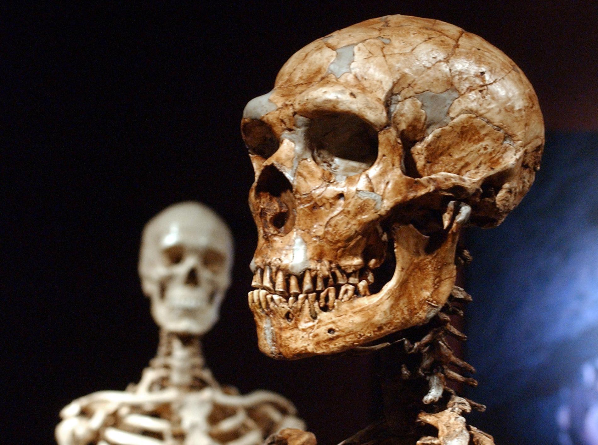 Neandertalmänniskan, till höger, kunde konsten att göra upp eld, precis som vår egen art, till vänster.