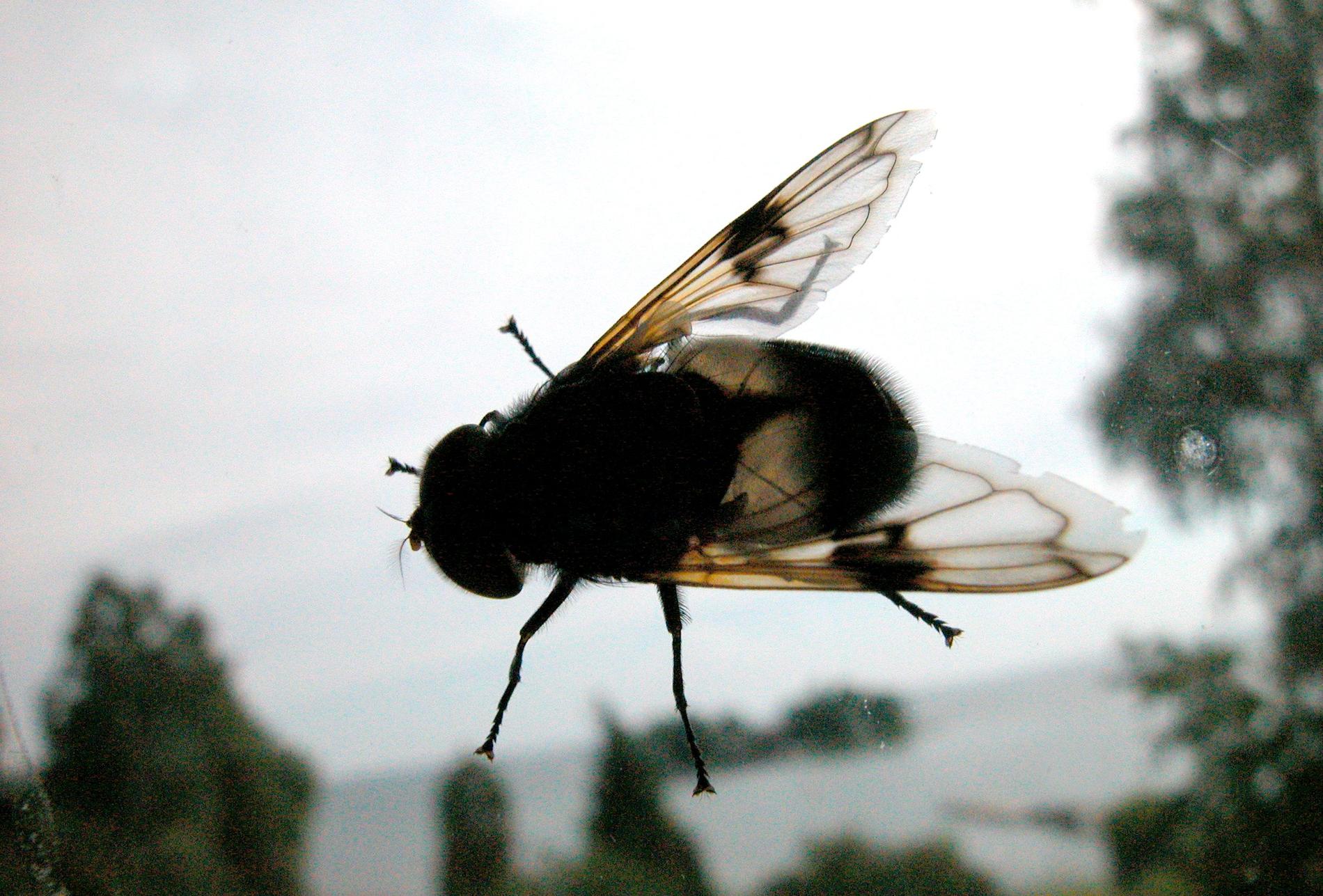Problemen med flugor har genom åren varit något av en följetong på Listerlandet. Arkivbild.
