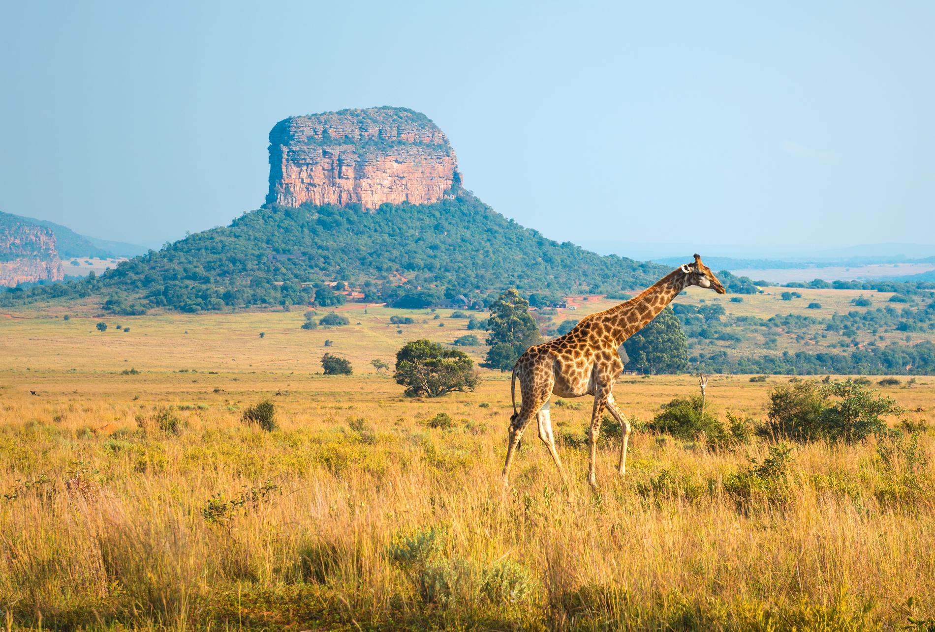 I norra Sydafrika finns stora nationalparker.