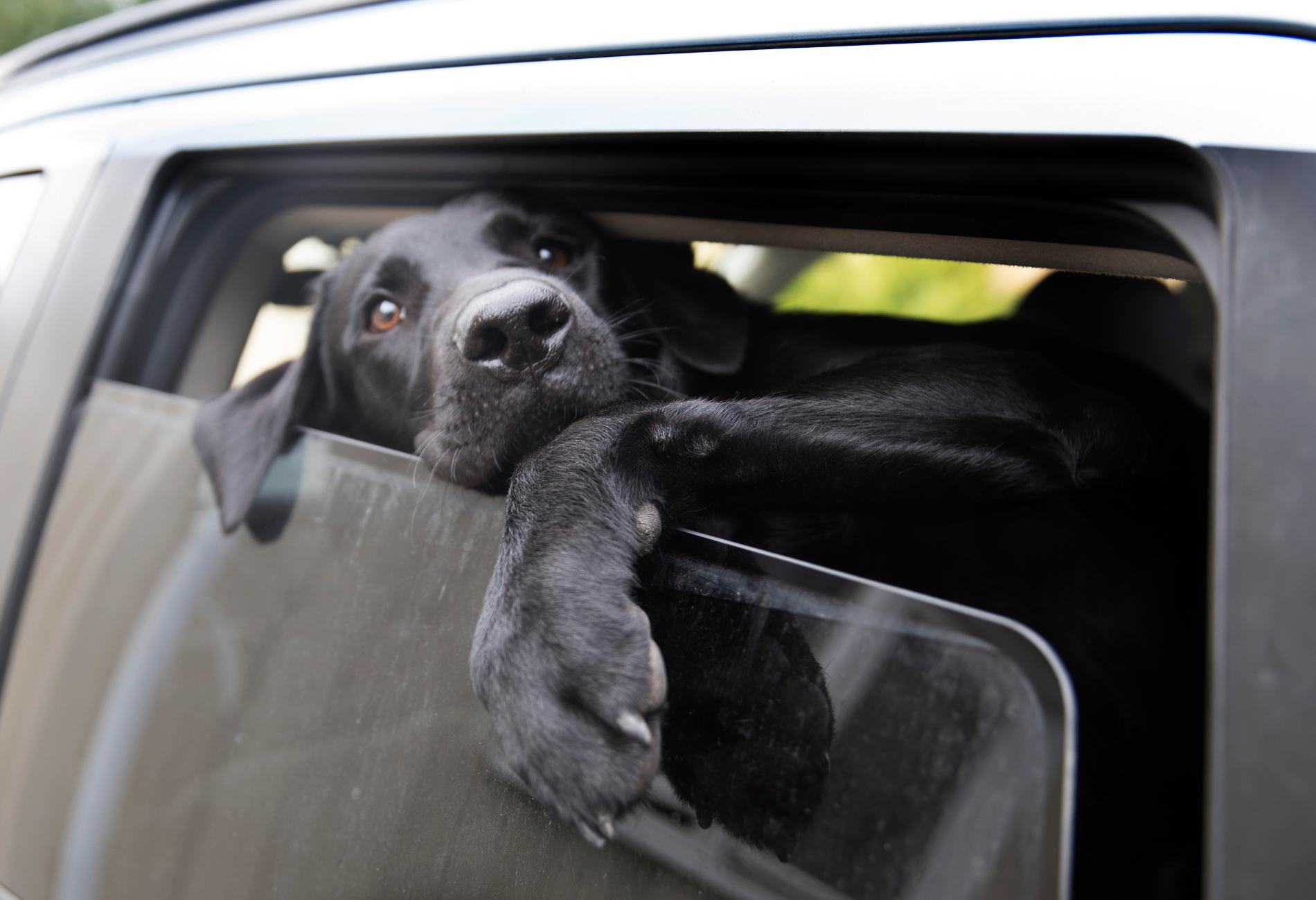 Under påskafton har polisen fått in flera samtal om hundar som varit instängda i varma bilar.