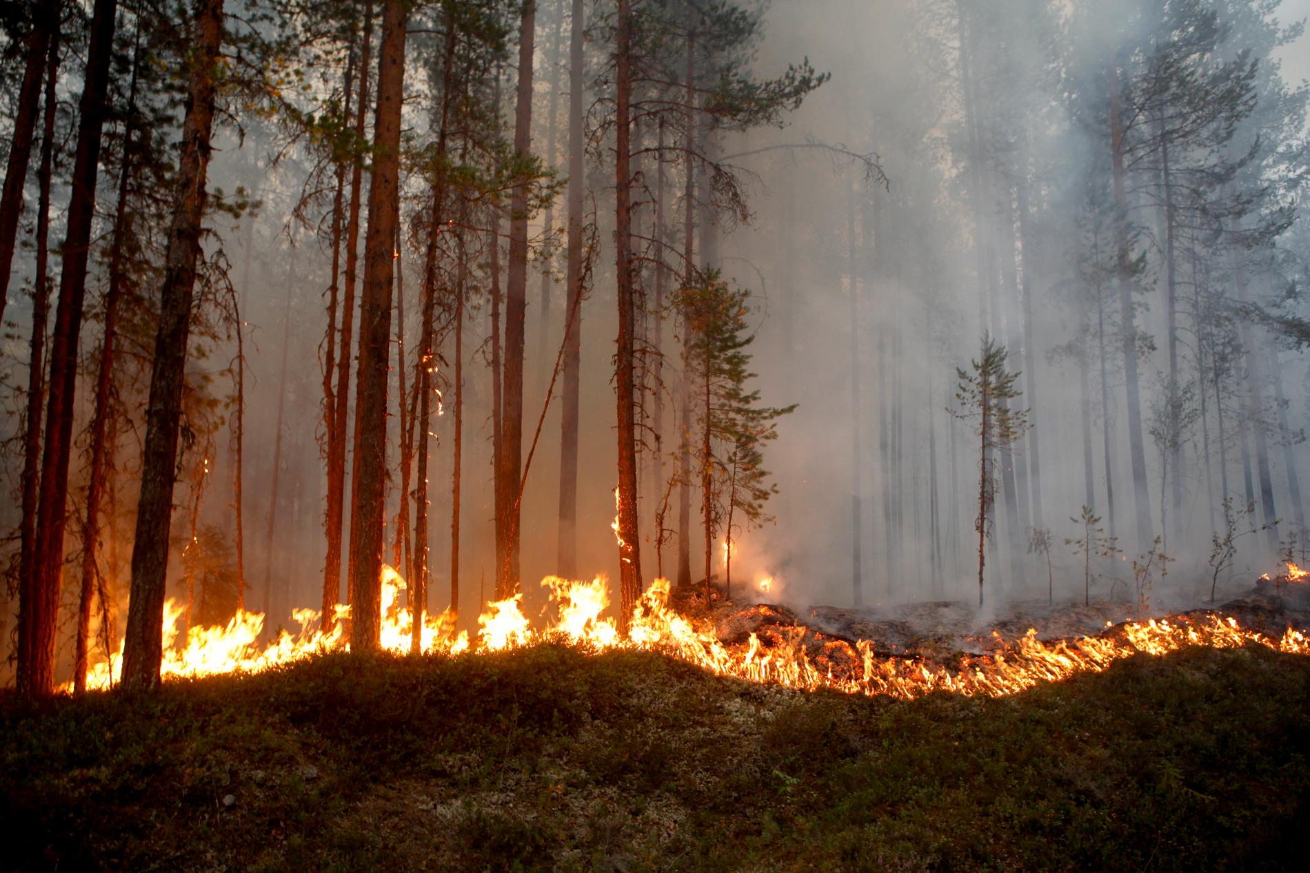 Flera skogsbränder härjar som följd av torkan.