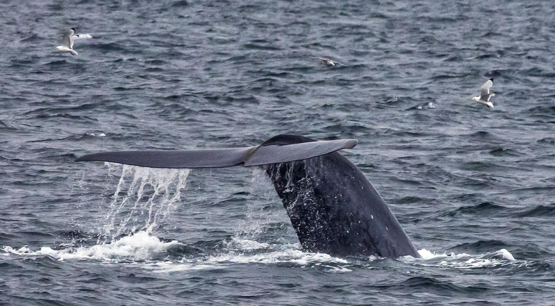 Blåvalarna har återvänt till South Georgia i södra Atlanten. Forskare har räknat till 55 djur.