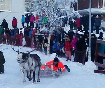 Fler renar tävlade under snöfestivalen i Kiruna.