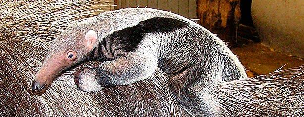 Jättemyrsloken Eskil, Parken Zoo, Eskilstuna Eskil föddes dagen före julafton och är den första jättemyrsloken som har fötts i Sverige. Den lille pojkens tunga kommer så småningom att bli hela 60 centimeter lång.