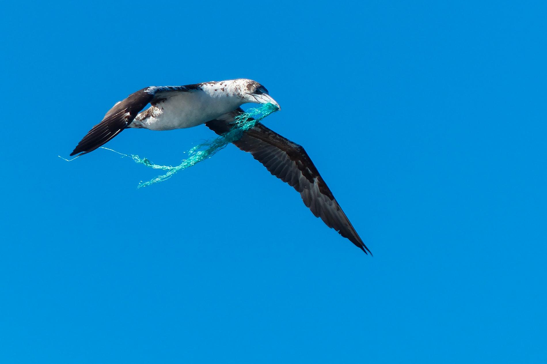 Nästan hälften av allt plastskräp i Stilla havet är bitar av gamla fiskenät. Ibland använder havssulor och andra havsfåglar bitarna som bomaterial. Arkivbild