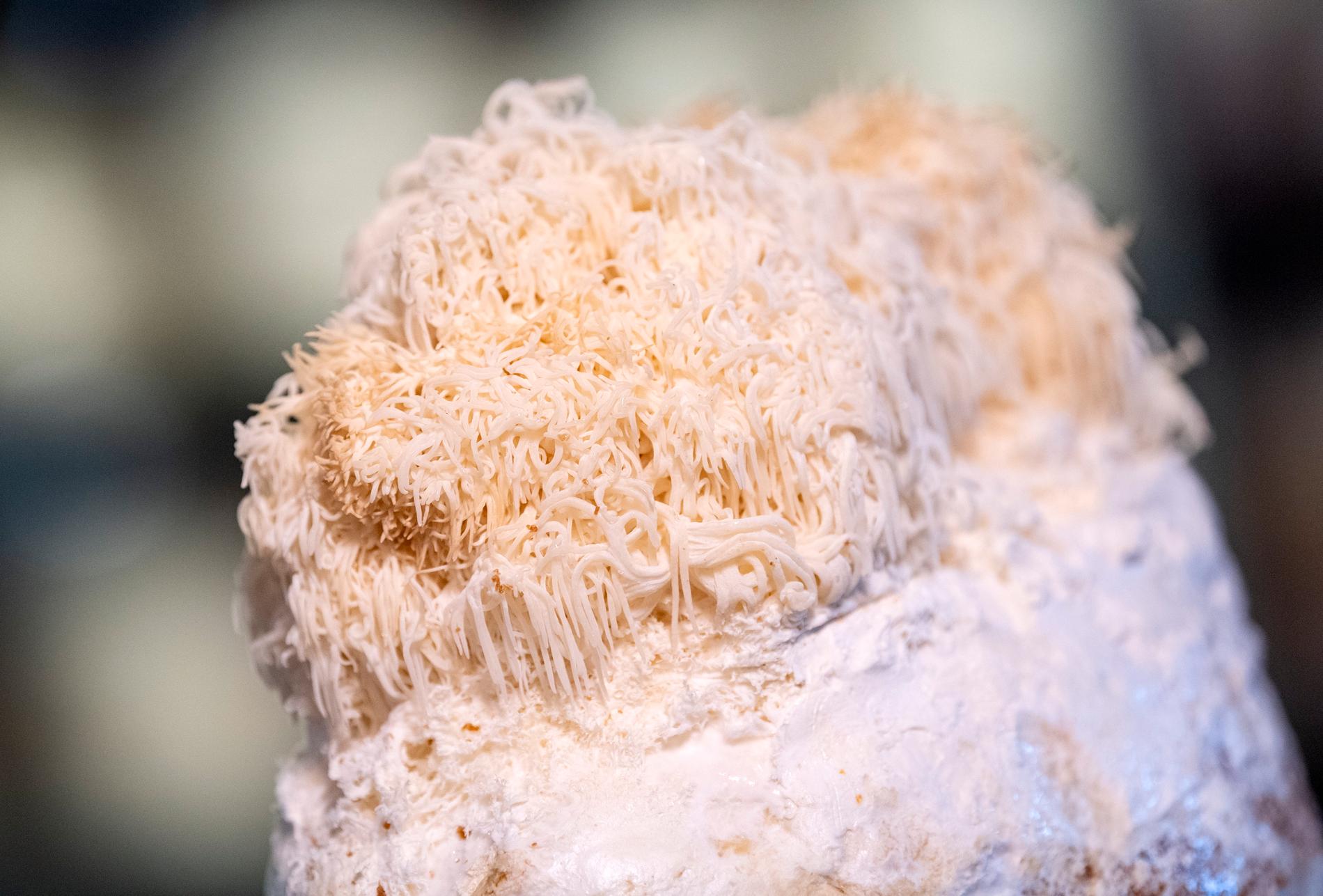 Fler svampprodukter och fler sorters svamp är framtiden, tror Martin Rosvall Hansen. På bilden: Pompom blanc, även kallad igelkottstaggsvamp.