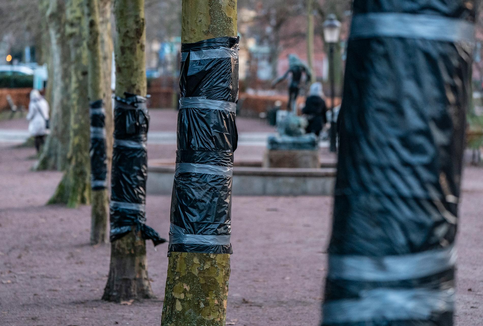 Malmö stads personal har plastat in de skadade områdena på träden som vandaliserats i Slottsparken vid Stadsbiblioteket i Malmö. Bild visar plast runt träden i fredags.