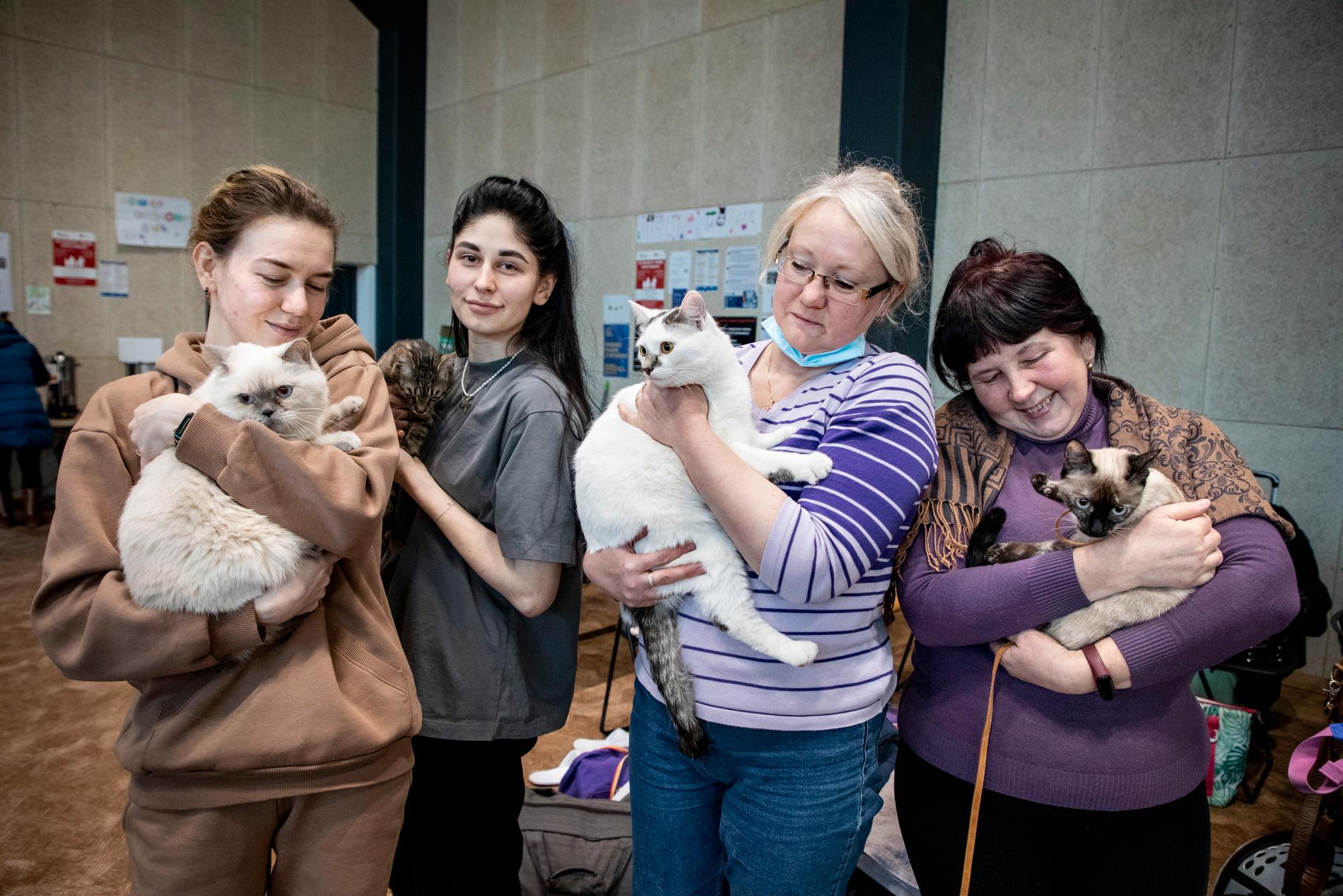 Aljona, Anastasiia, Oksana och Olga har precis anlänt till Vilnius med sina fyra katter från sin hemstad utanför Slovjansk i Donetsk.