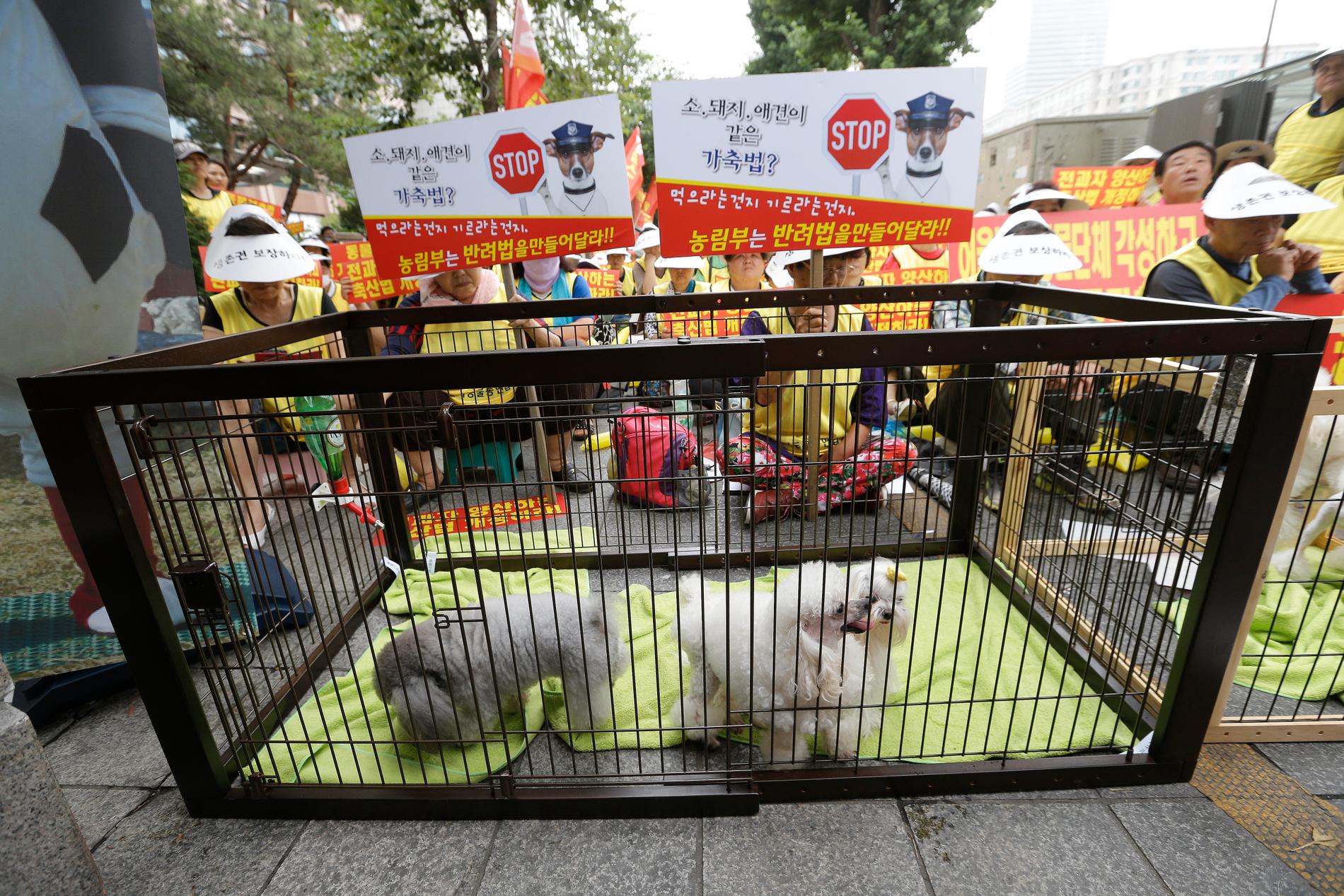Hundar i en bur under en protest utanför parlamentet i Sydkoreas huvudstad Seoul 2016. Arkivbild.