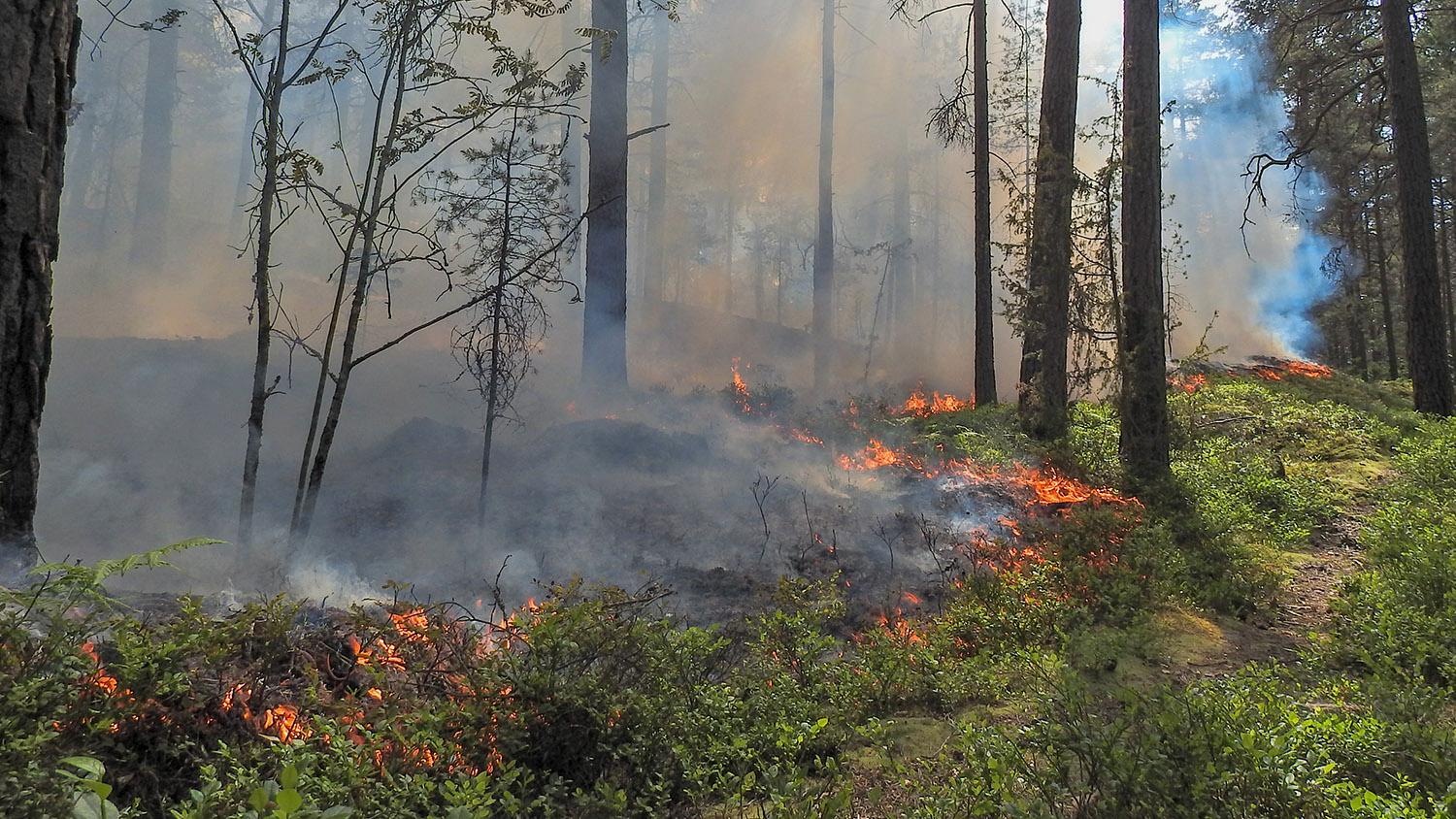 Det brinner på uppemot 14 hektar. 