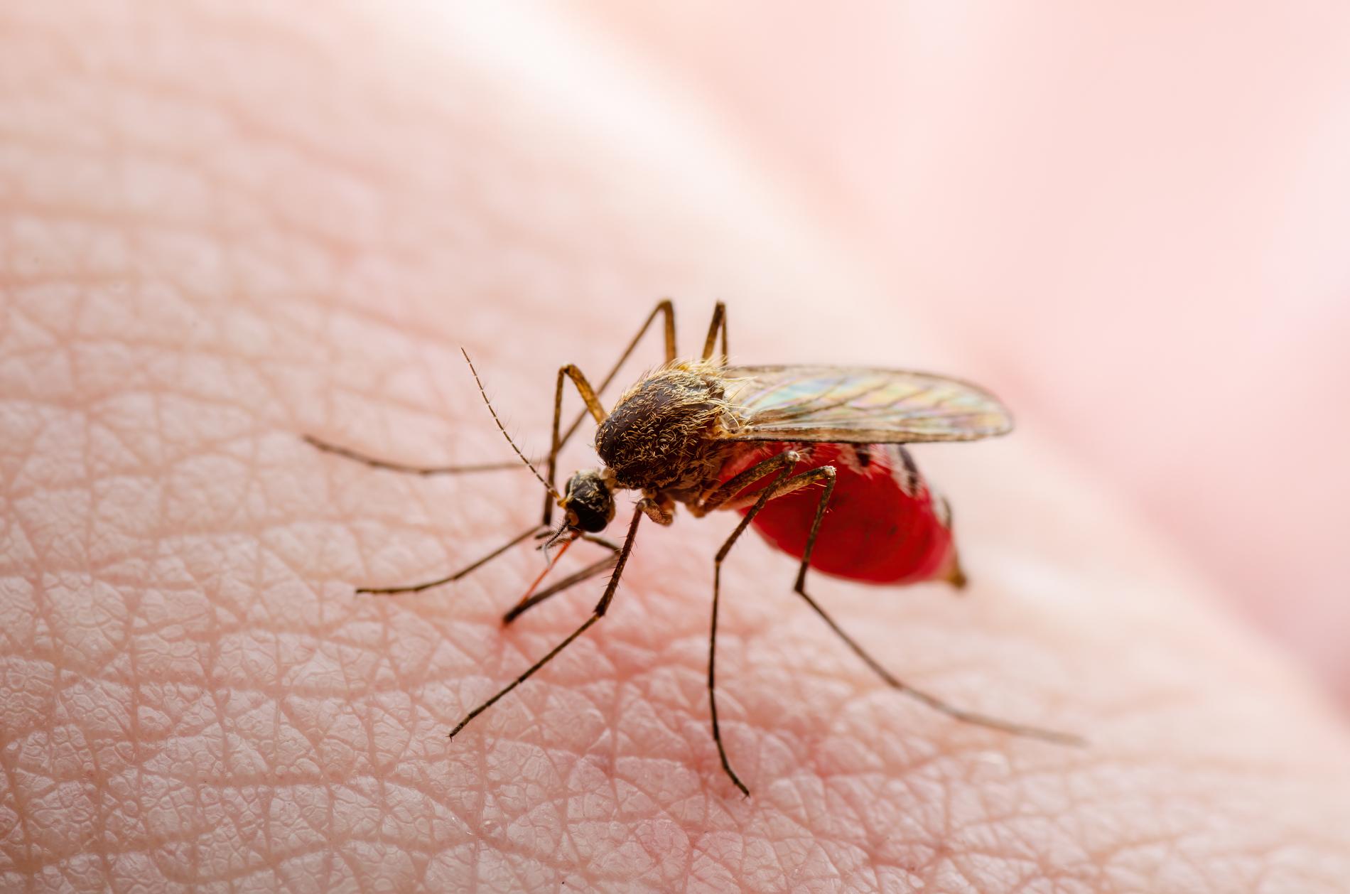 El Niño orsakar att fler drabbats av denguefeber i flera provinser i Peru. Nu utropas hälsonödläge.