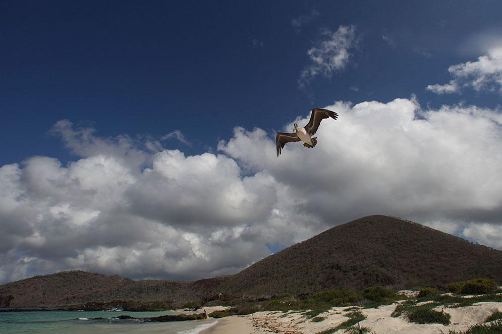 En albatross flyger över Galapagosöarna.