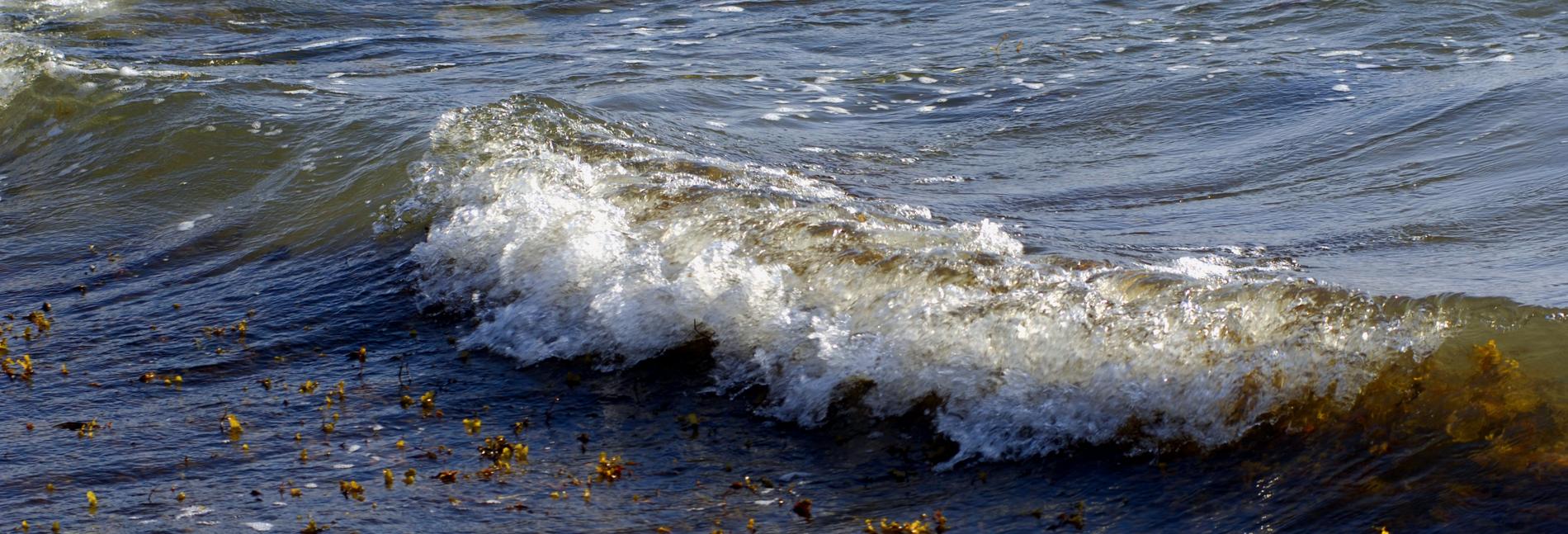 Forskarna har noterat en tydlig minskning av antalet plastpåsar på den kustnära havsbotten.