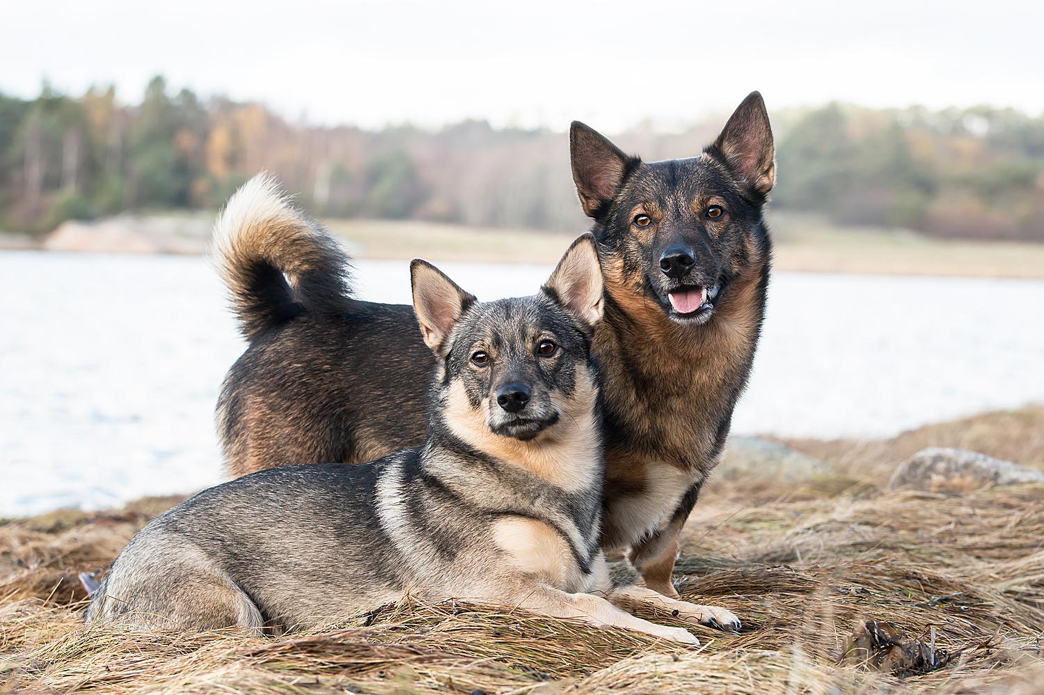 Athos och Fanny, Västgötaspets, från Västkusten har blivit utsedda till frimärkshundar i Postnords tävling.