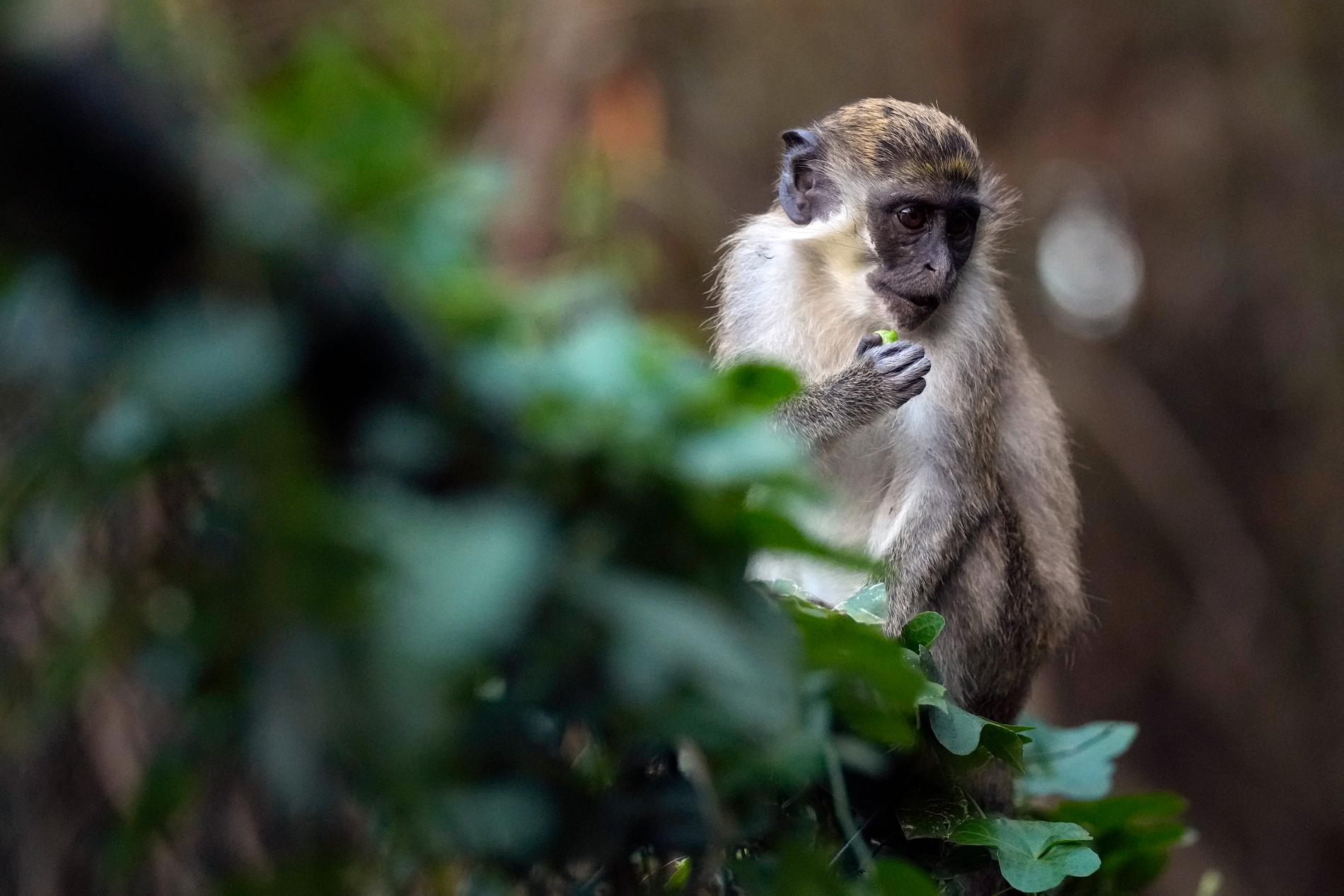 Apkoppor förekommer bland vilda apor i Afrika men sprids oftast av gnagare till människor. Apan på bilden bor på ett zoo i Florida. Arkivbild.