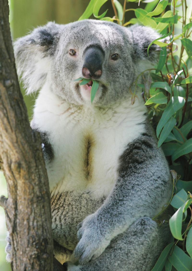 Koala.