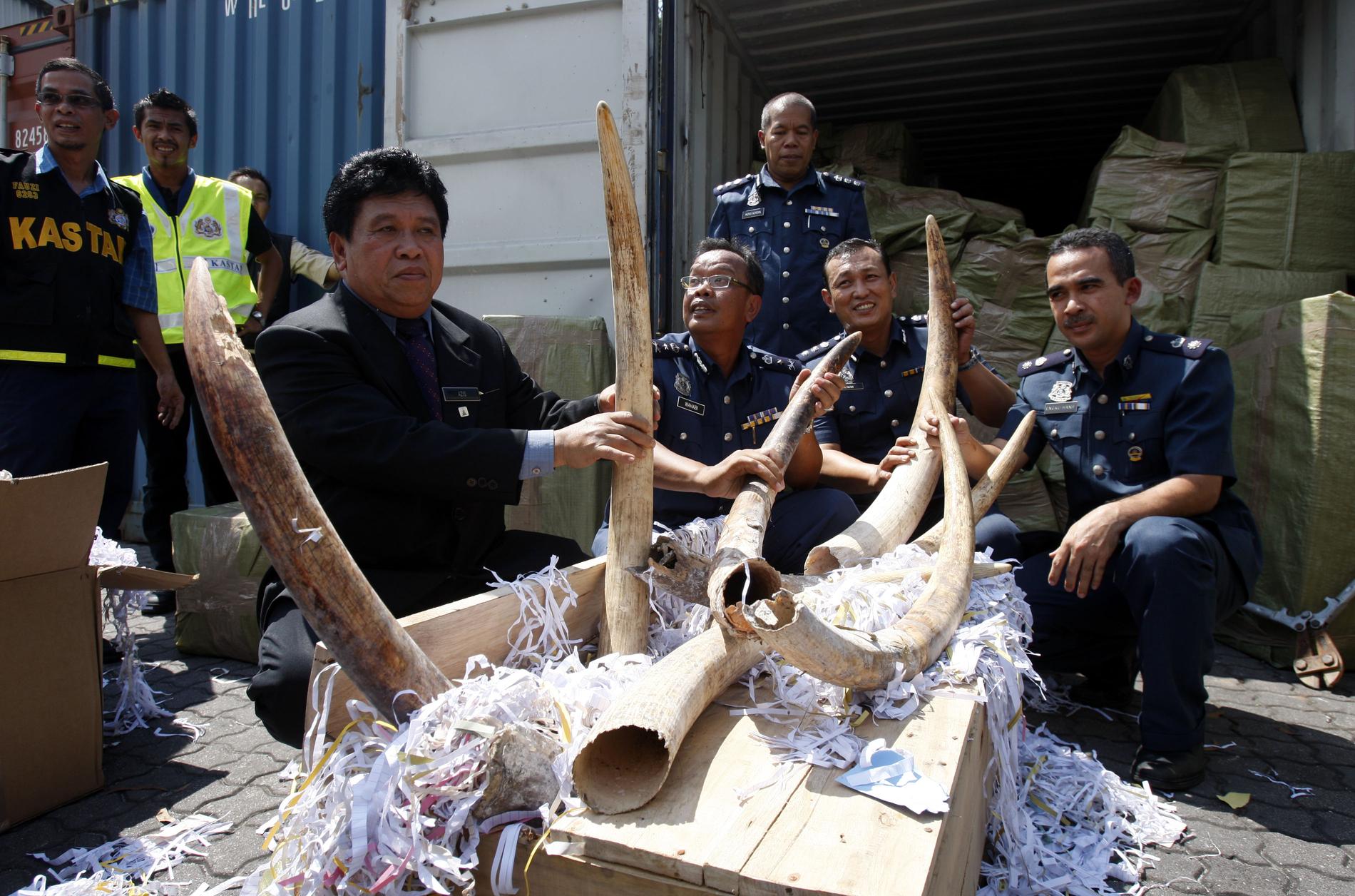 Tullpersonal i Malaysia inspekterar beslagtagna elefantbetar som skulle ha skickats vidare till Kambodja. Arkivbild.