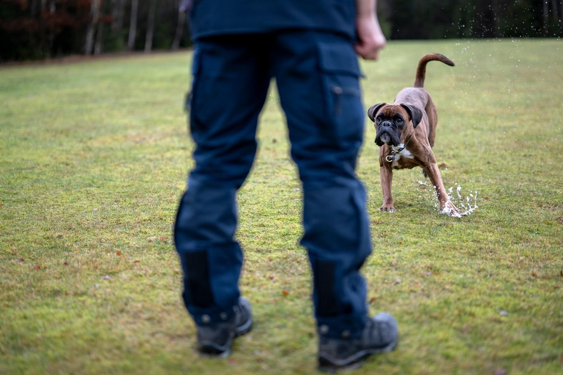 Det allra viktigaste för en polishund är att den ska ha stor arbetsvilja. Åttaåriga boxern Dundra är specialtränad för att söka efter vapen och narkotika.
