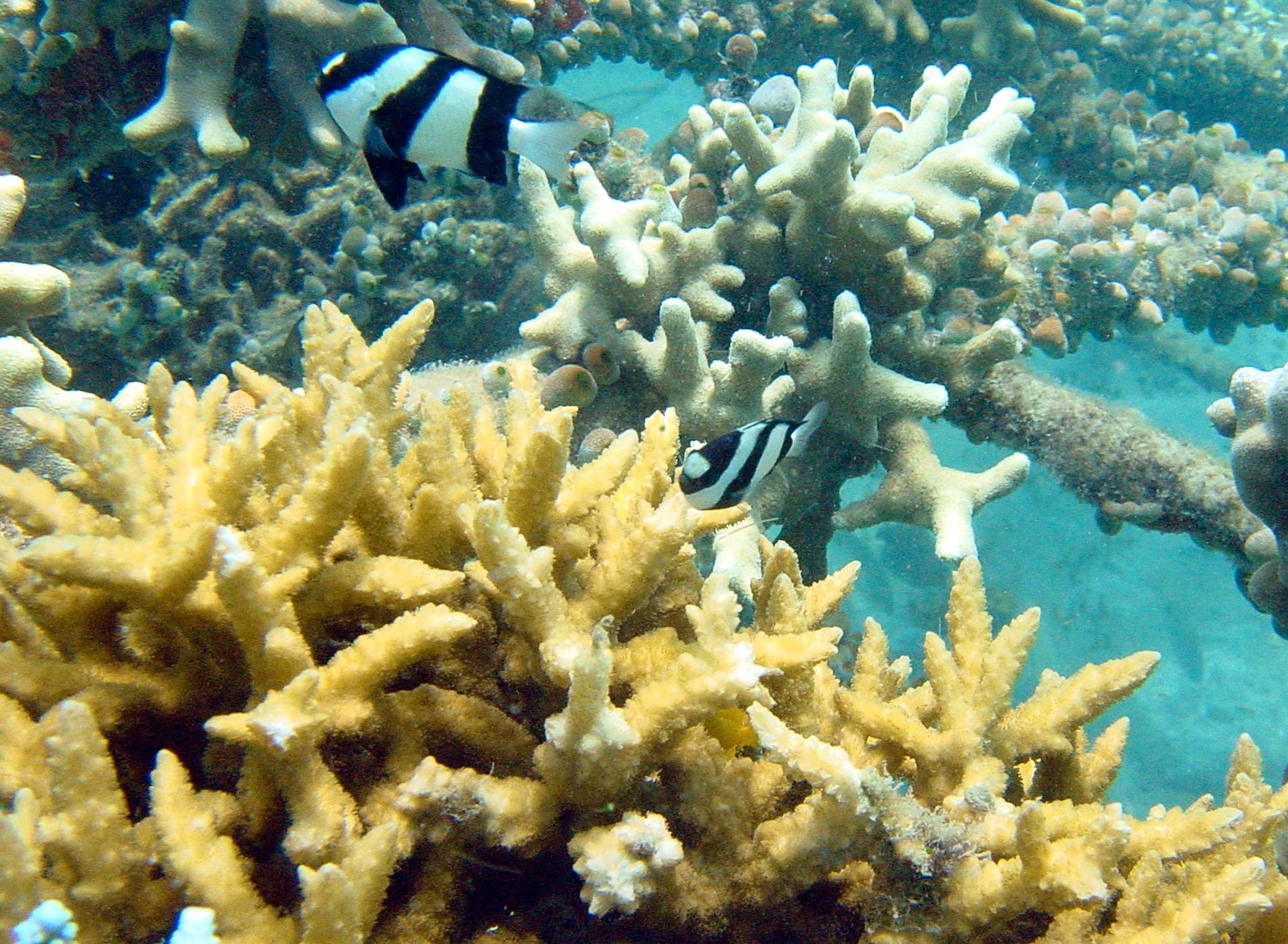 Tropikernas korallrev är nära att nå en kritisk tippningspunkt där utvecklingen mot en alltmer utbredd massdöd blir oåterkallelig. Bilden visar korallrev utanför Bali, Indonesien. Arkivbild.