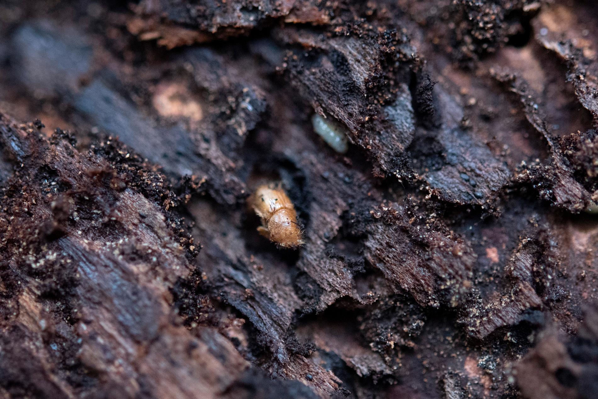 Det finns cirka 90 olika arter av barkborrar i Sverige. Arten som gör stor skada är den åttatandade barkborren. Arkivbild.