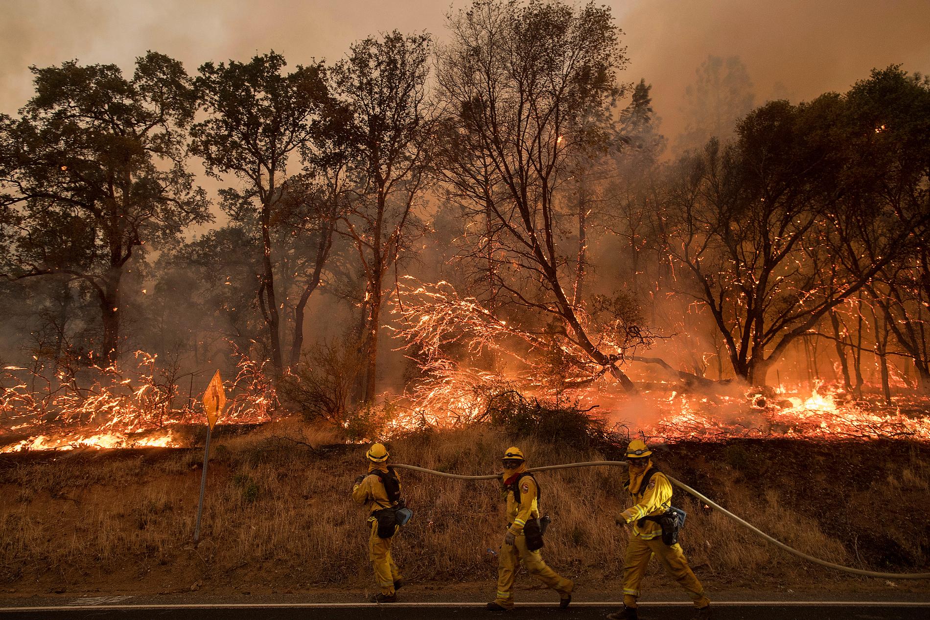 Över 2000 brandmän kämpar med att släcka skogsbränder som härjar i Kalifornien i USA. Delstaten har drabbats av värmebölja med rekordtemperaturer.