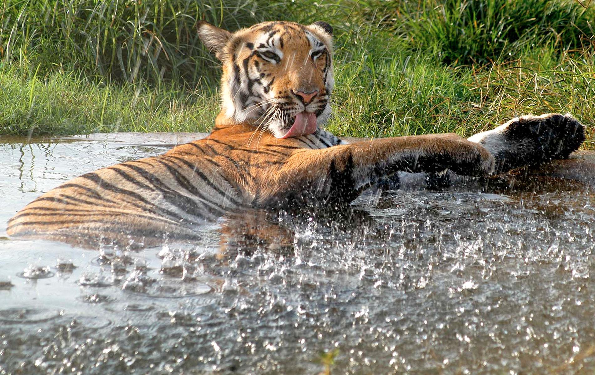 Antalet tigrar i Indien har blivit fler. Arkivbild.