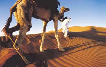 I Marockos del av Sahara   en vardaglig väg för denne ökenvandrare och hans kamel.