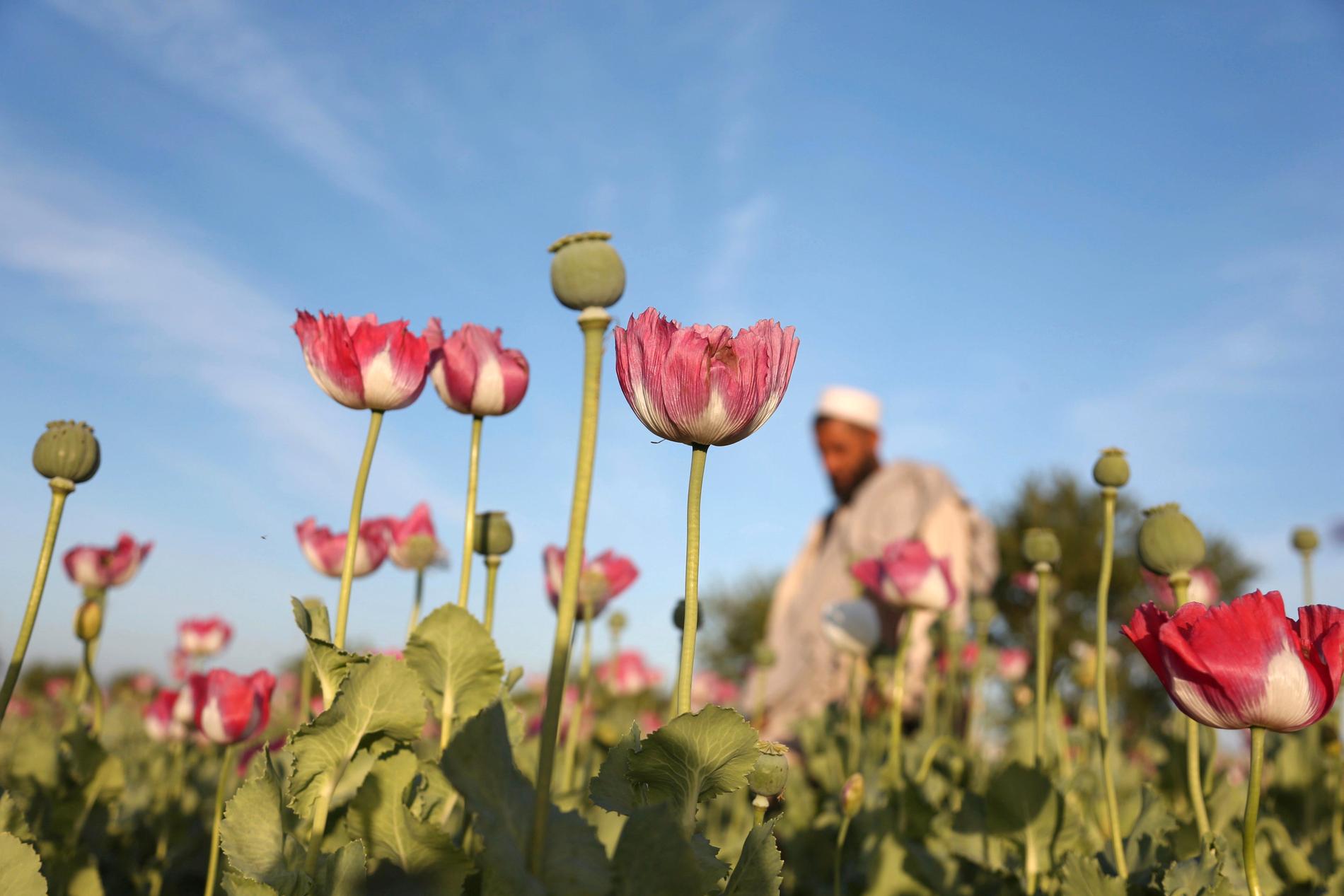 En opiumodlare inspekterar sitt fält i distriktet Jalalabad, öster om Kabul, 2017. Arkivbild.