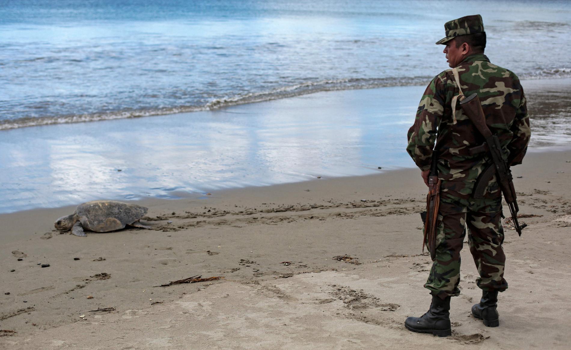 En av de tusentals sköldpaddor som lade ägg på stränder i Nicaragua i helgen, och en av de militärer som var på plats för att skydda dem.