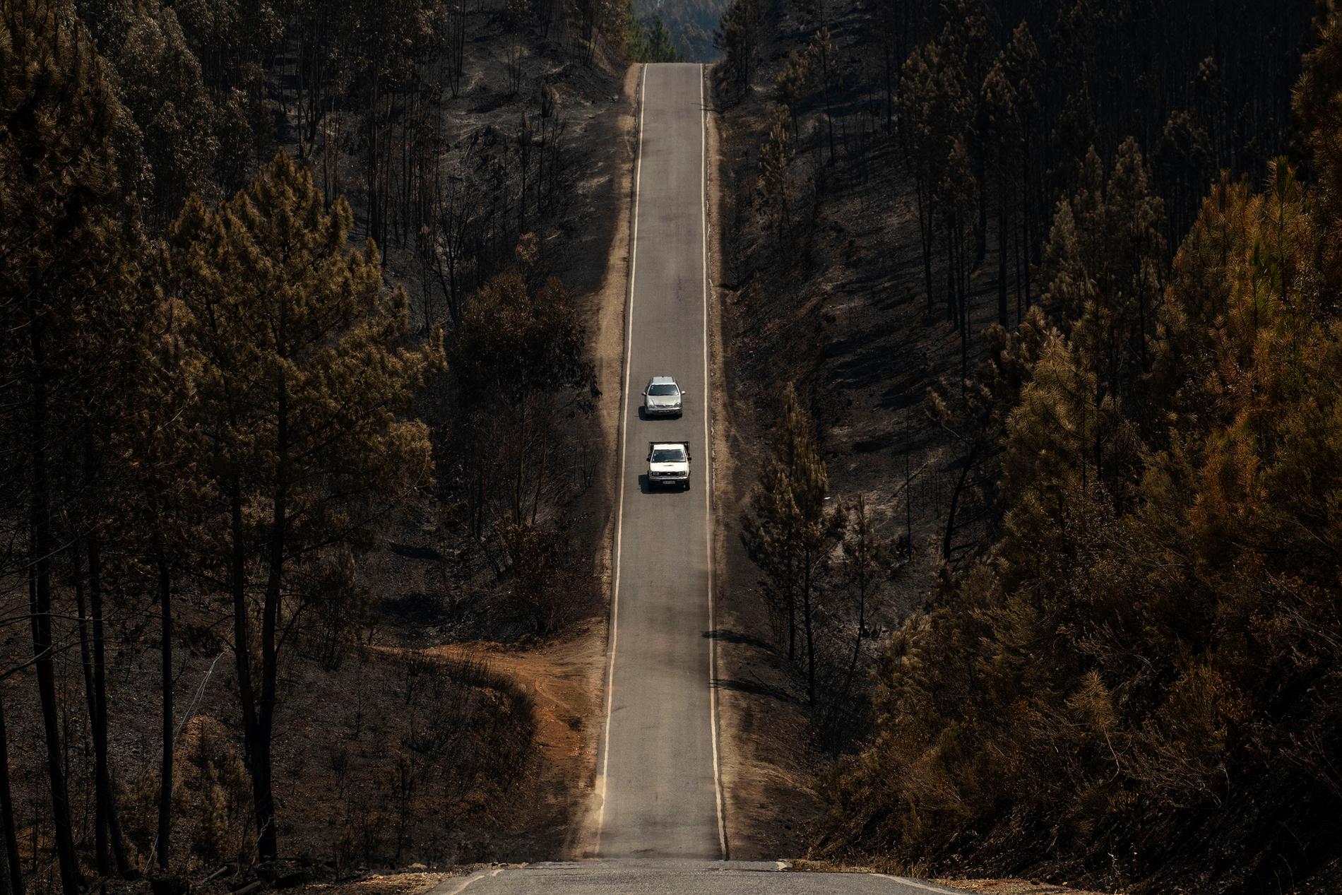 Svarta träd kantar en väg i centrala Portugal efter skogsbränder under sommaren 2019. Arkivbild.