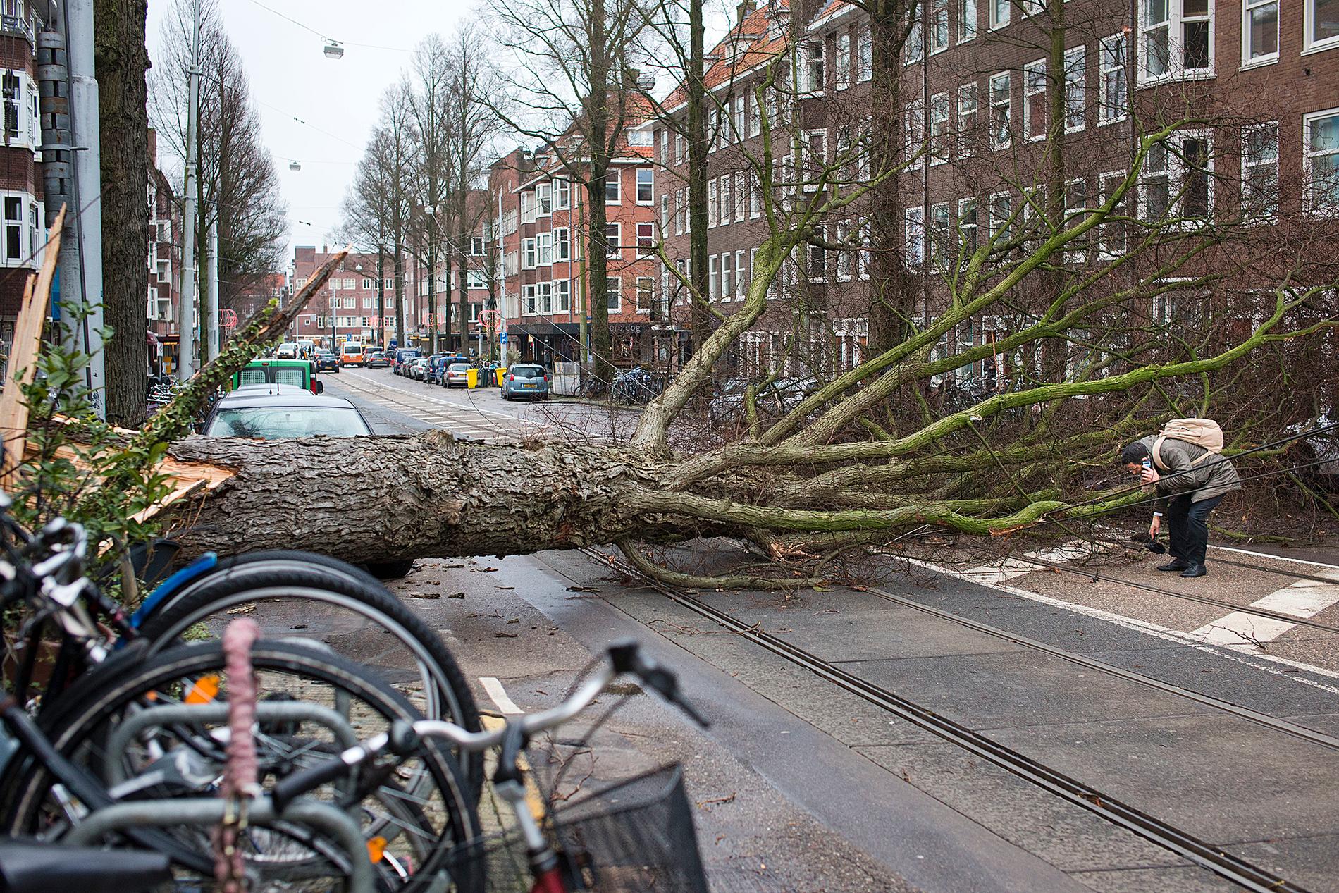 Ett träd har blåst omkull av hårda vindar i Amsterdam.