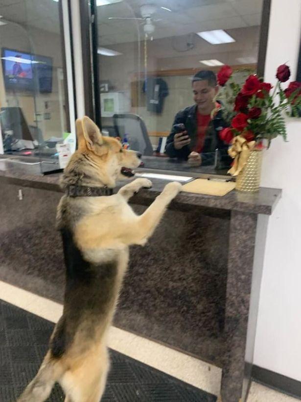 På polisstationen blev de snabbt förälskade i den bortsprungna hunden.
