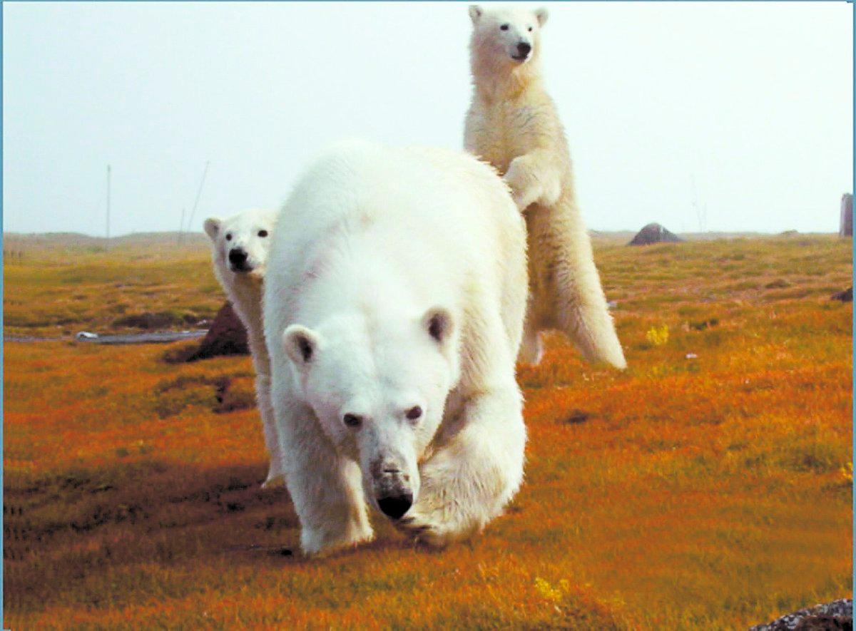 Många tror att problemet med isbjörnar kommer att öka allt eftersom isen smälter.