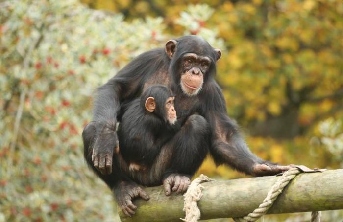 Schimpanser och deras släktingar bonoboer tycks känna igen gamla apbekanta efter tiotals år.