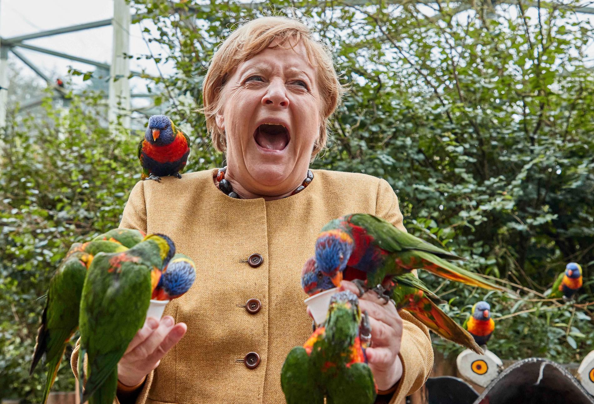 Angela Merkel fick ett bett i fingret av en hungrig parakit under ett besök i en fågelpark.