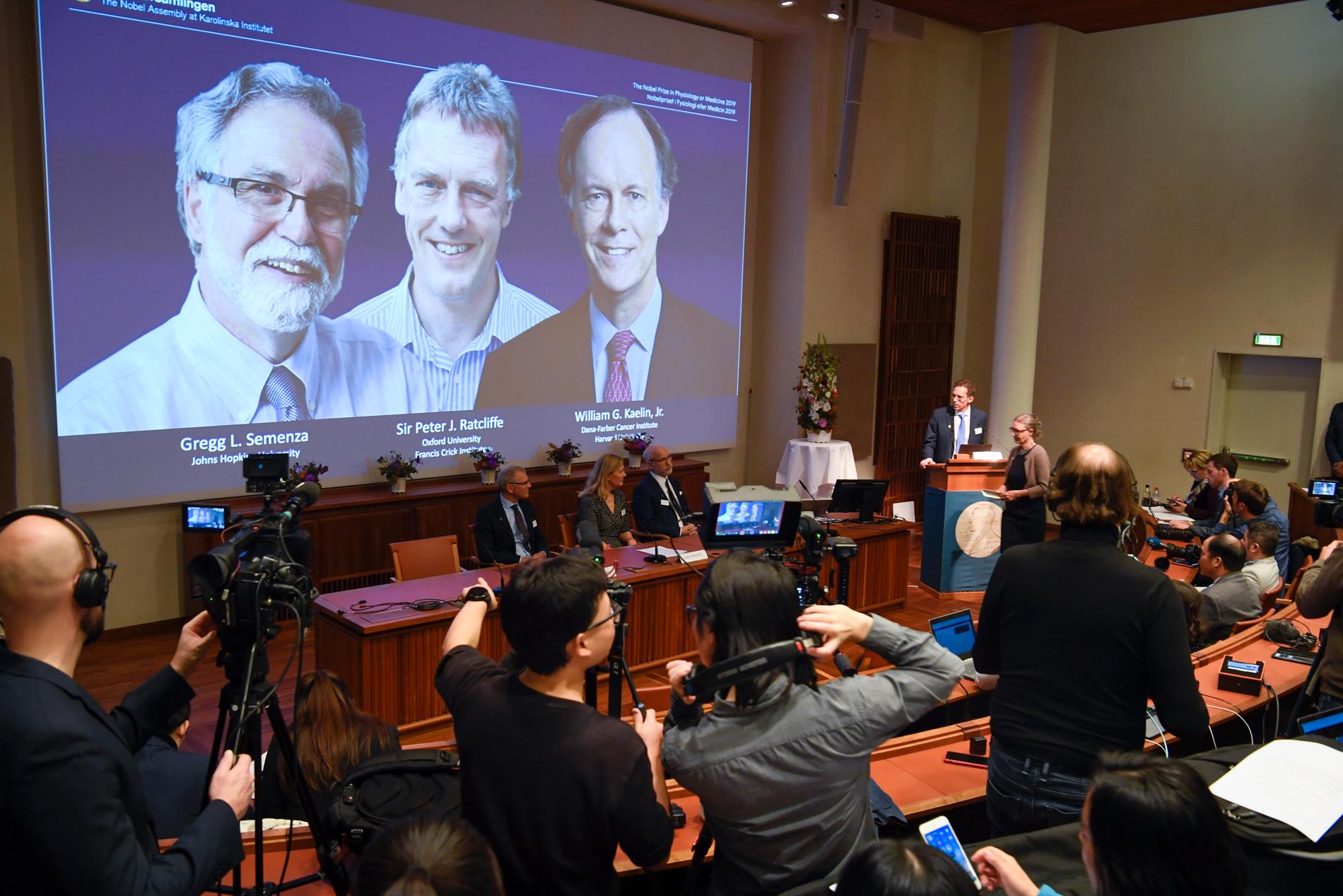 Nobelkommitténs ordförande Thomas Perlmann presenterar pristagarna Gregg Semenza, Peter Ratcliffe och William Kaelin, Jr.