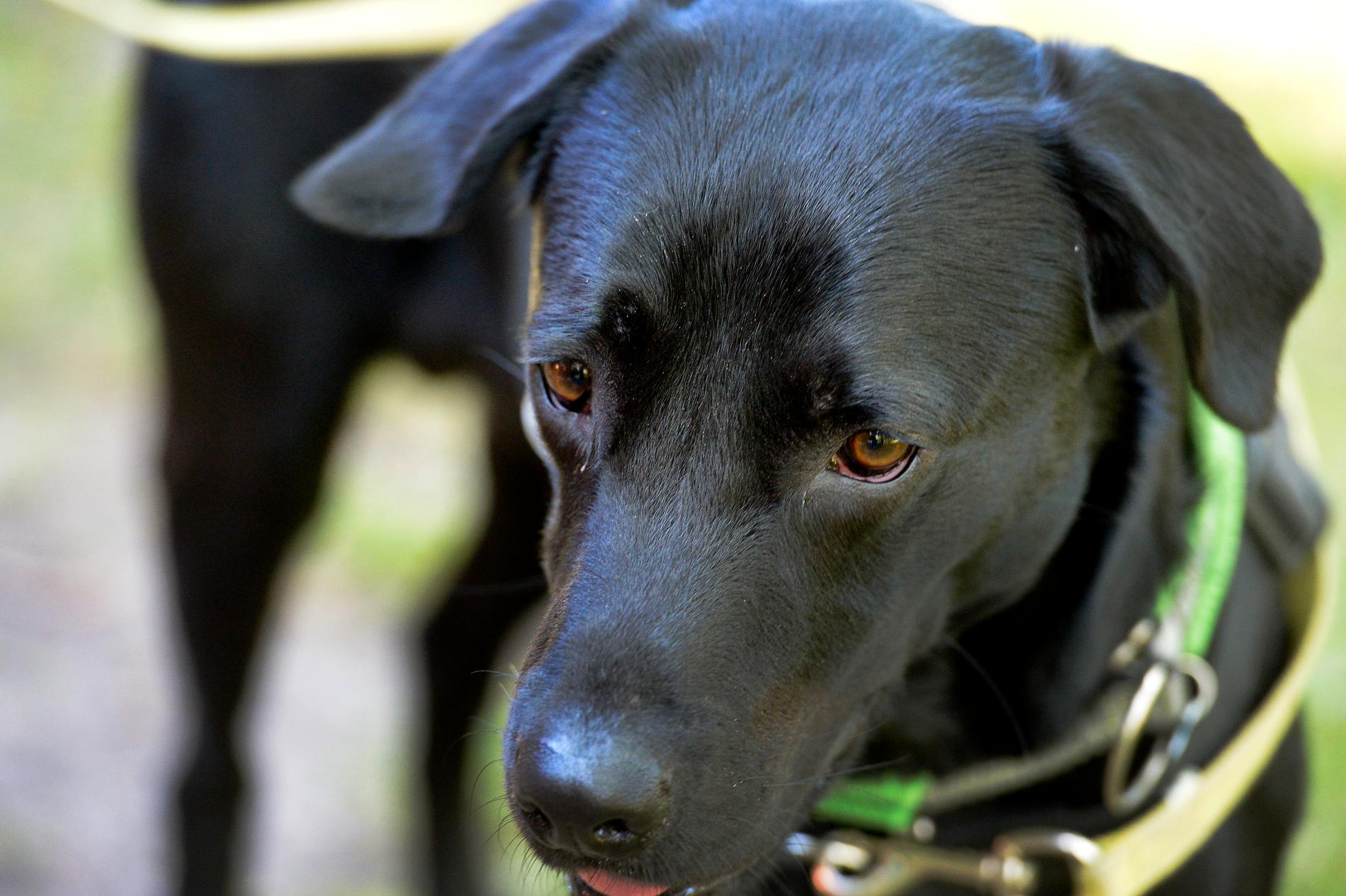 När en svart labrador hittades vid liv gick en man i Oregon, USA, fri från ett 50 år långt fängelsestraff. Arkivbild på en annan svart labrador.