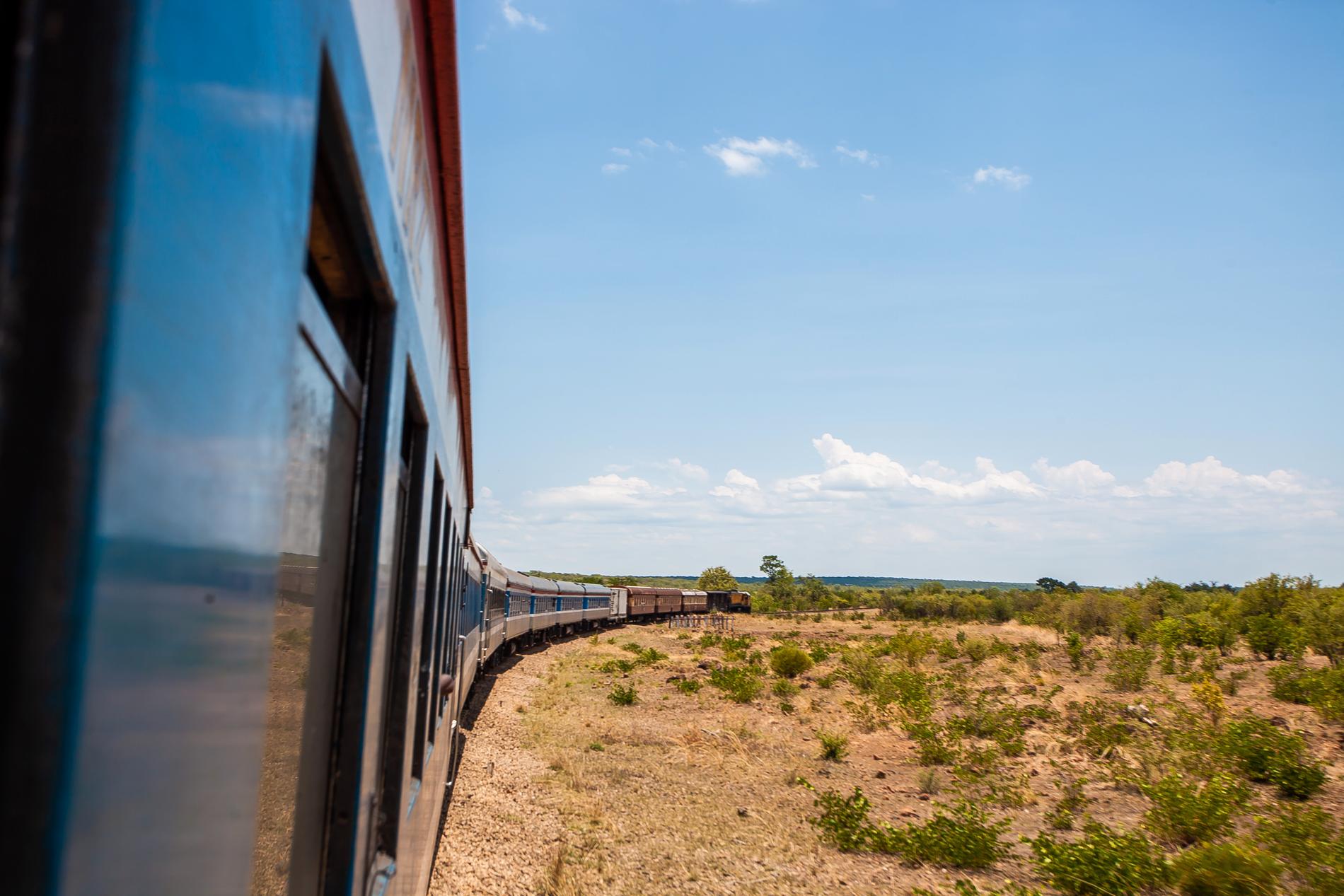 Från tåget kan resenärerna få syn på vilda djur. 