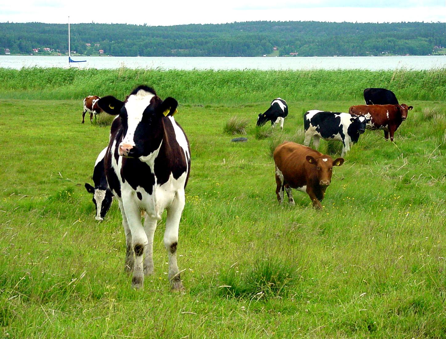 Det finns över en halv miljon kor i Sverige. Den kotätaste kommunen är Borgholm på norra Öland. Arkivbild.