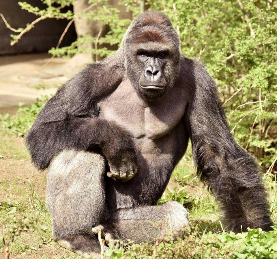 Djurskötare på Cincinnati Zoo i den amerikanska delstaten Ohio tvingades skjuta ihjäl gorillan Harambe sedan en treårig pojke klättrat in i djurets inhägnad.