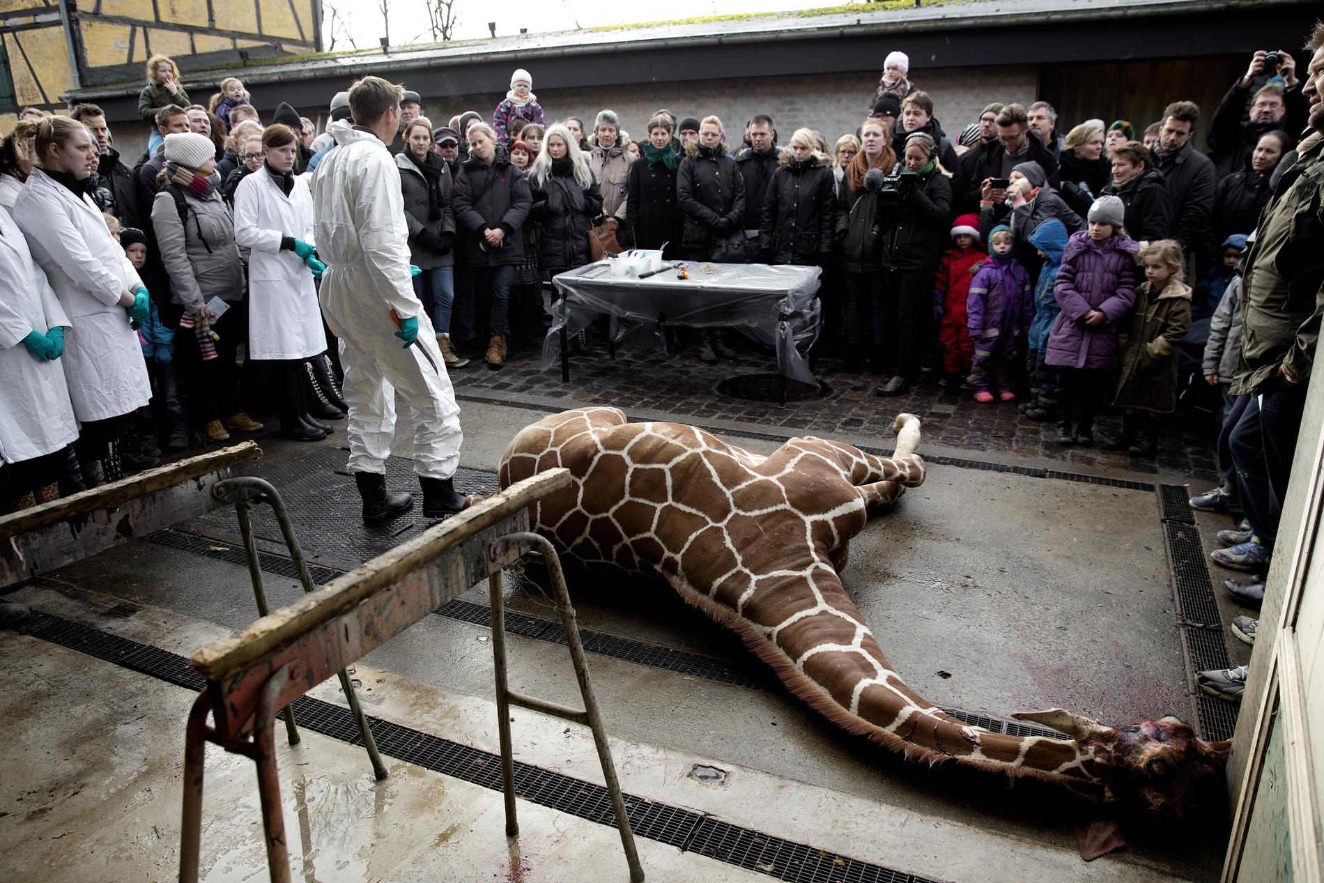 Giraffungen Marius dödades och slaktades inför besökarna på Köpenhamns Zoo. Men hur vi behandlar djur säger mycket om bristen på medmänsklighet i samhället, menar debattören.