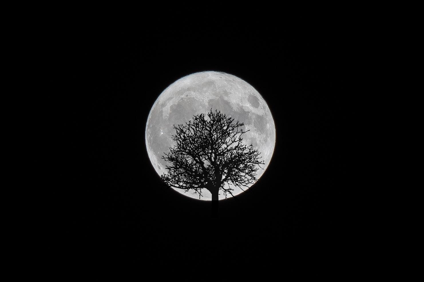 Månen med ett träd i förgrunden, fotograferad i Tyresö i Stockholm.