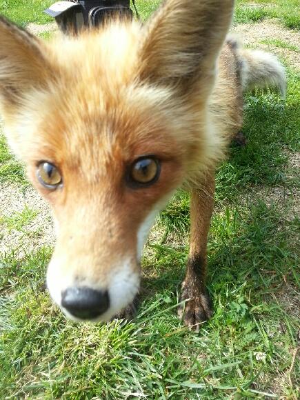 Här har vi fått påhälsning av en räv i sommarstugan i Särna.