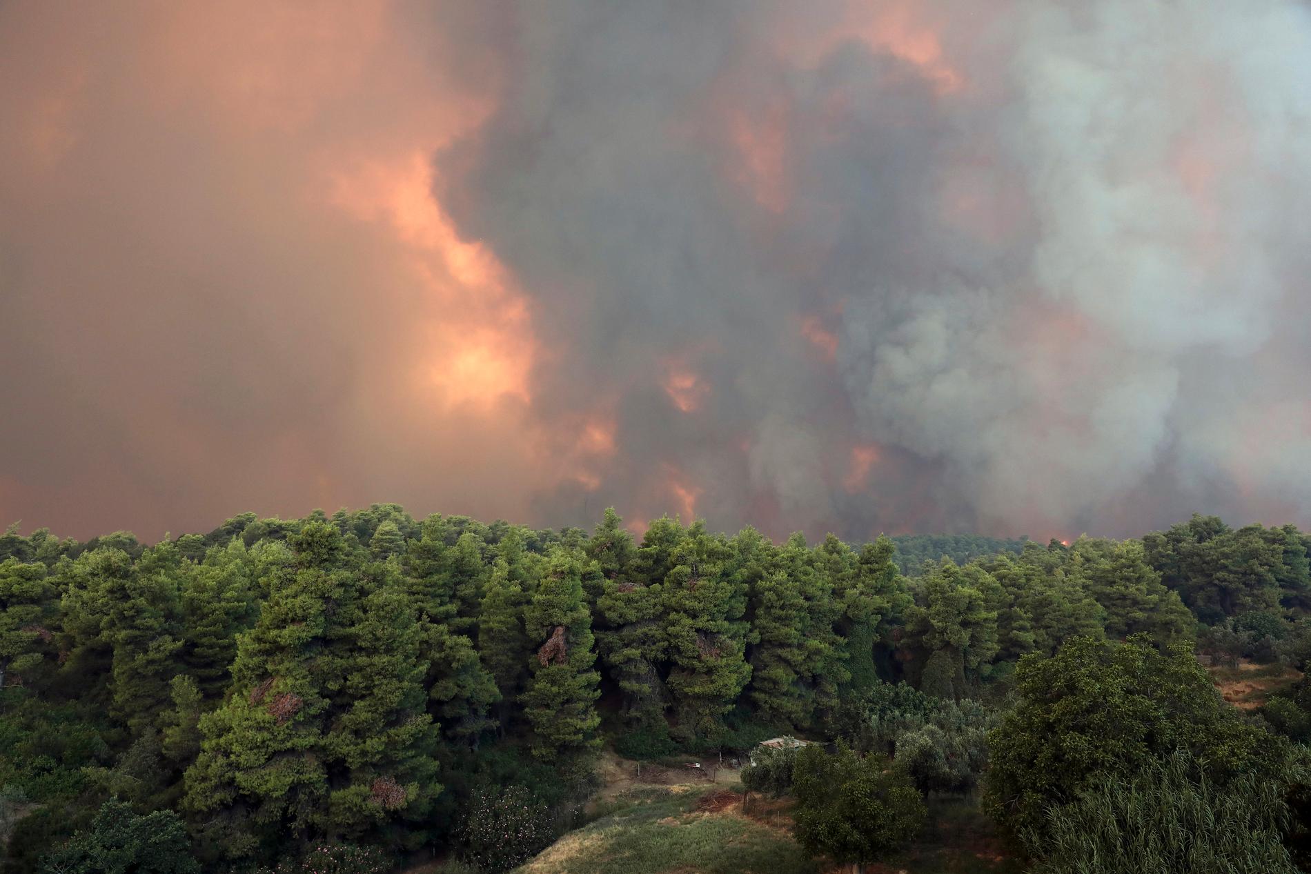Rök och eld stiger från skogsbranden på ön Euboia nordost om Aten.