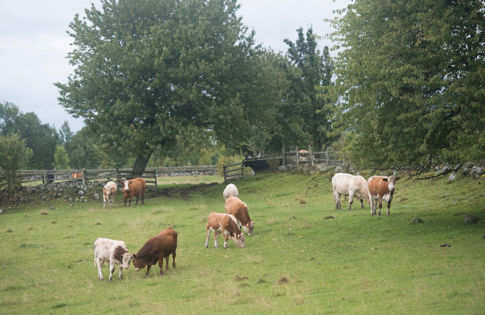 Fler och fler kossor får beta gräs som är ekologiskt brukat. Arkivbild.