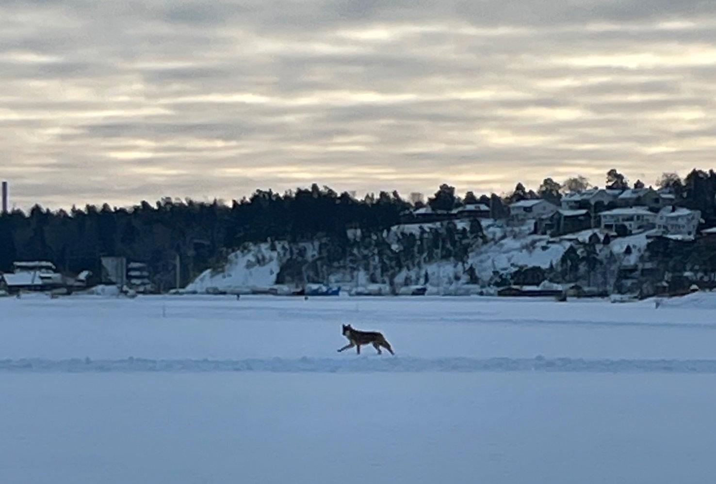 En varg har observerats på isen utanför Lidingö.